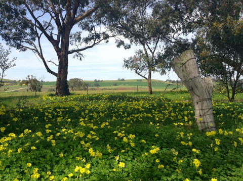 Clare Valley Cabins - Accommodation Kalgoorlie 14