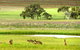 Clare Valley Cabins - thumb 35