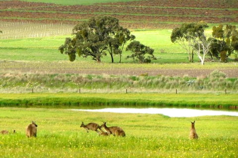 Clare Valley Cabins - Accommodation Kalgoorlie 35