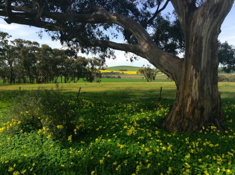Clare Valley Cabins - Accommodation Kalgoorlie 21