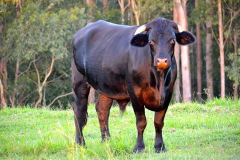 SummerHills Retreat Byron Bay - Accommodation Kalgoorlie 38