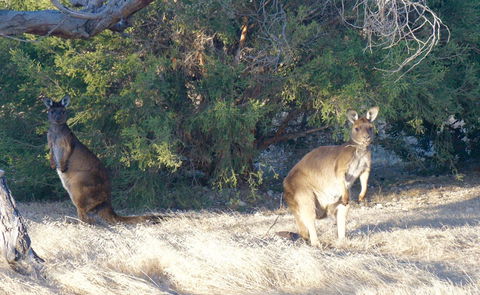 The Cape - Accommodation Kalgoorlie 10
