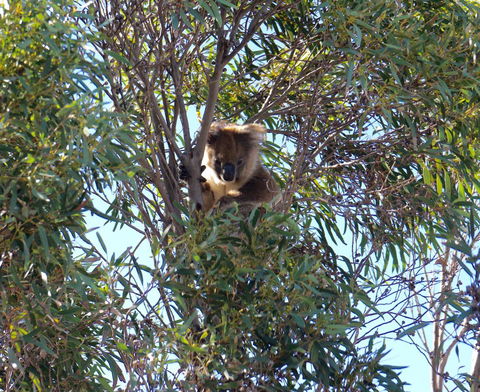 The Cape - Accommodation Kalgoorlie 5