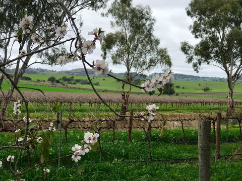 Jasmine\'s Barossa Valley Cottage - Accommodation Kalgoorlie 20