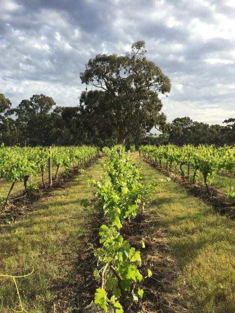 The Winemakers - Accommodation Kalgoorlie 2