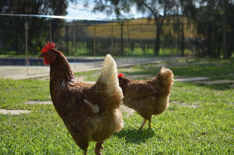 Amande Bed And Breakfast - Accommodation Kalgoorlie 20