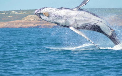 Unit 42 Kalbarri Beach Resort - Accommodation Kalgoorlie 21