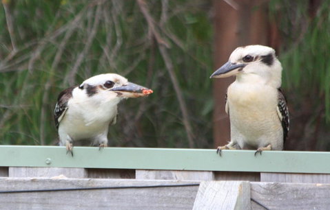 Riverview Tourist Park - Accommodation Kalgoorlie 27