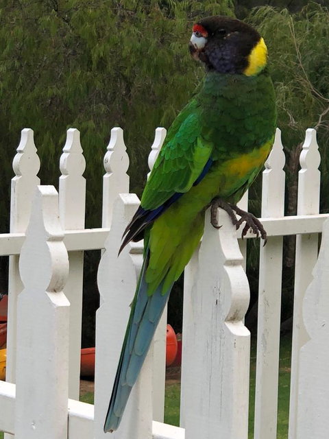 Riverview Tourist Park - Accommodation Kalgoorlie 20