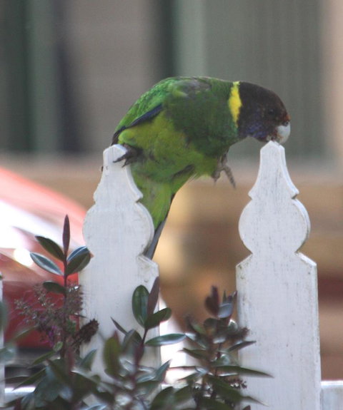 Riverview Tourist Park - Accommodation Kalgoorlie 35