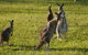 Dungowan Holiday Accommodation - thumb 27
