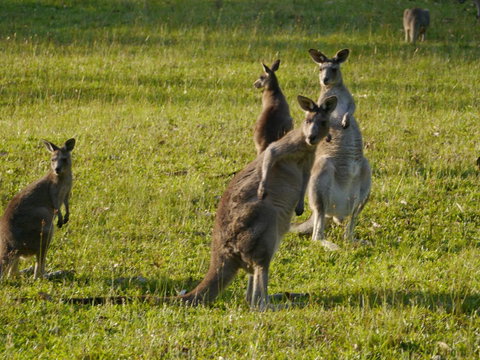 Dungowan Holiday Accommodation - Accommodation Kalgoorlie 27