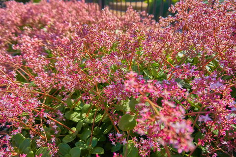 Hunter Oasis - Accommodation Kalgoorlie 37