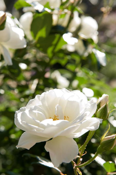 Ironstone Estate Lovedale - Accommodation Kalgoorlie 40