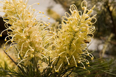 Ironstone Estate Lovedale - Accommodation Kalgoorlie 36