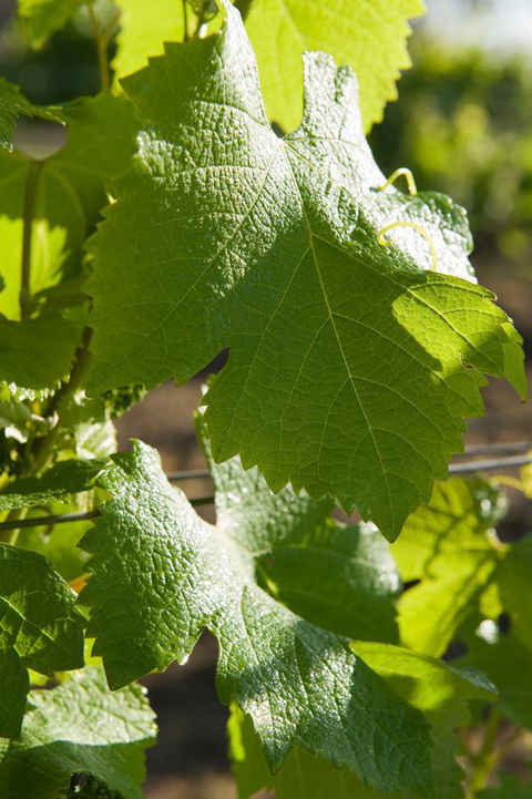 Ironstone Estate Lovedale - Accommodation Kalgoorlie 35