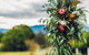 The Lodge Bellingen - thumb 37