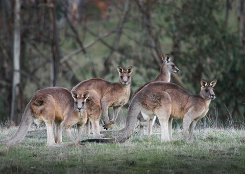 Pound Creek Gallery - Accommodation Kalgoorlie 25