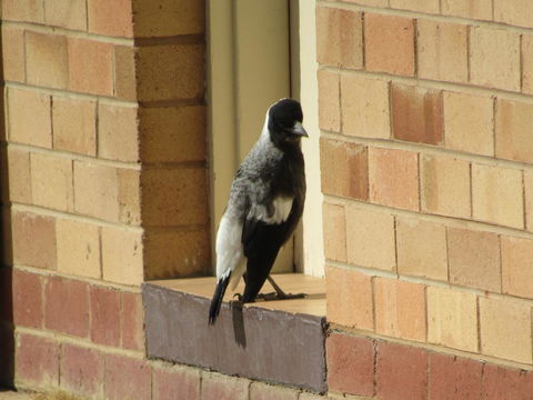 Allonville Gardens Motel - Accommodation Kalgoorlie 34