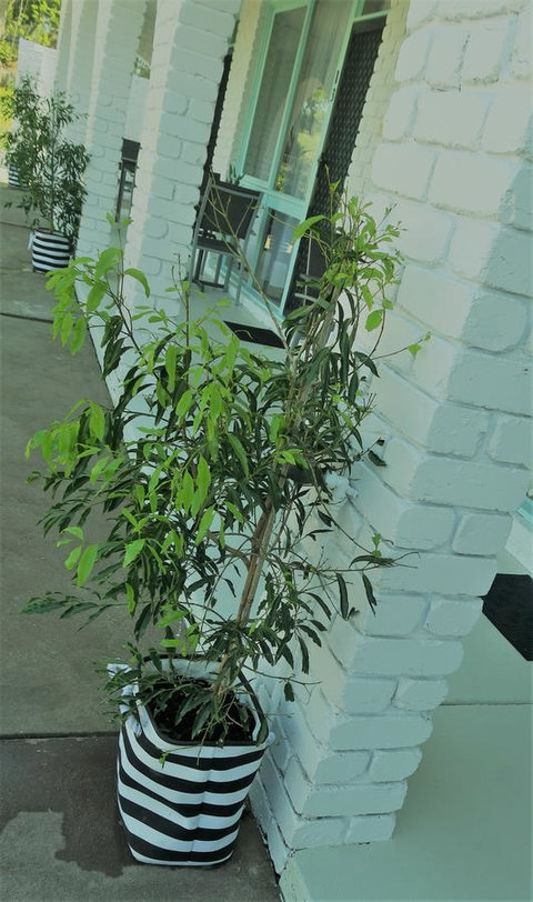 Mulwala Resort - Accommodation Kalgoorlie 16