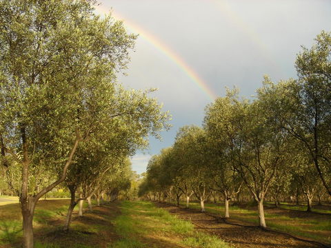 Adina Vineyard - Accommodation Kalgoorlie 19