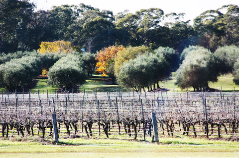 Adina Vineyard - Accommodation Kalgoorlie 15