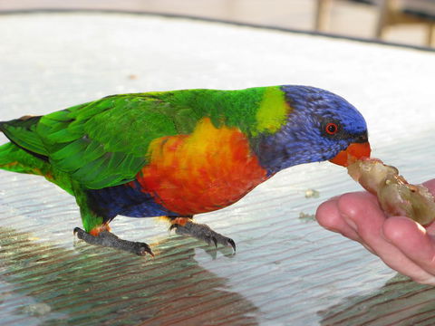 Baywatch Apartments Merimbula - Accommodation Kalgoorlie 22