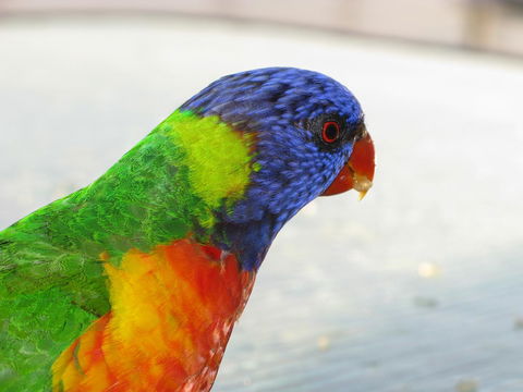 Baywatch Apartments Merimbula - Accommodation Kalgoorlie 23