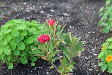 Red Waratah - Accommodation Kalgoorlie 12