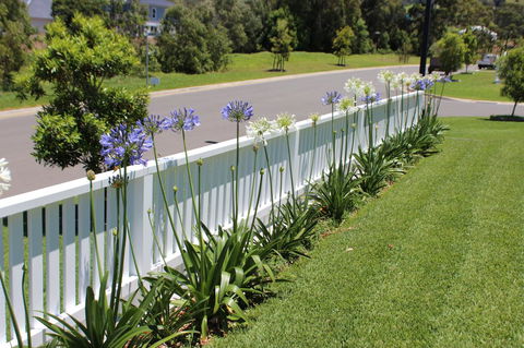 Red Waratah - Accommodation Kalgoorlie 2