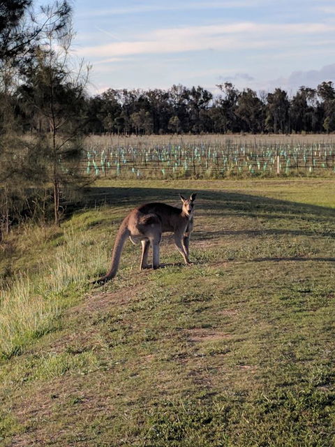 Madigan Wine Country Cottages - Accommodation Kalgoorlie 7