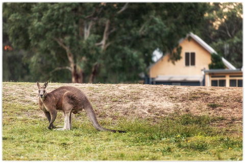 Madigan Wine Country Cottages - Accommodation Kalgoorlie 4