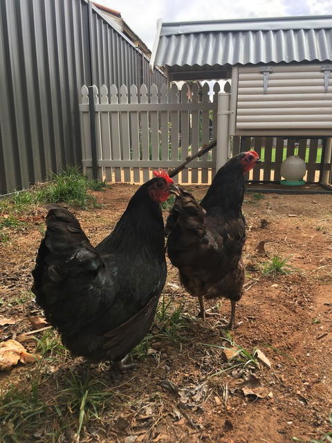 Thelma's Temora - Accommodation Kalgoorlie 13