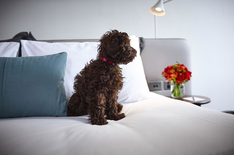Hotel Indigo Sydney Potts Point, An IHG Hotel - Accommodation Kalgoorlie 28