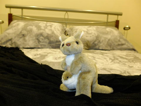Rock Wallaby - Accommodation Kalgoorlie 17