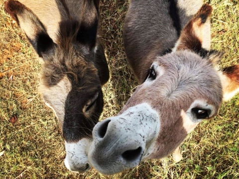 Capannone @ Mystery Hills - Accommodation Kalgoorlie 2