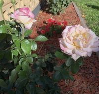 Central Tranquility - Accommodation Kalgoorlie