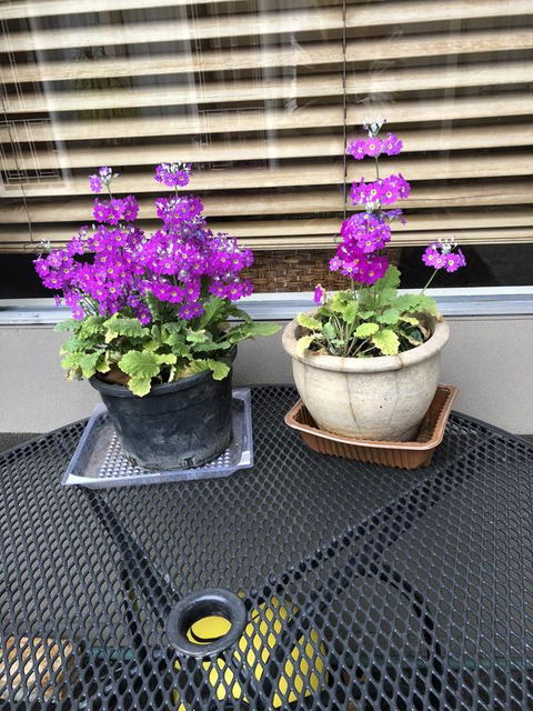 Central Wangaratta Motel - Accommodation Kalgoorlie 2