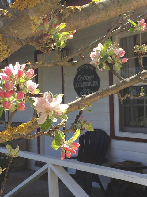 Coonawarra's Pyrus Cottage - Accommodation Kalgoorlie 3