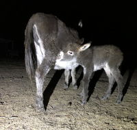Donkey Tales Farm Cottages - Accommodation Kalgoorlie