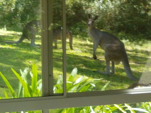 Forest View Bungalow - Accommodation Kalgoorlie 2