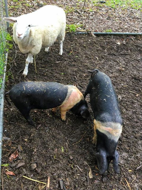 Geelong Tiny House - Accommodation Kalgoorlie 3