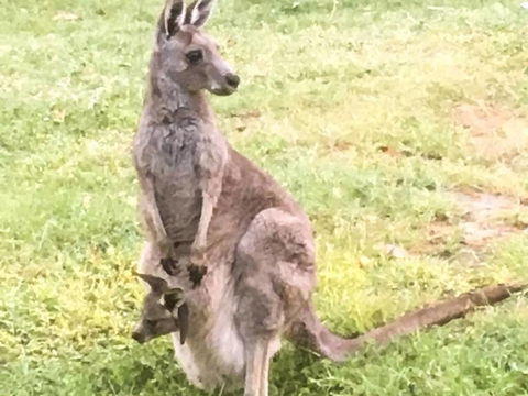 Geelong Tiny House - Accommodation Kalgoorlie 1