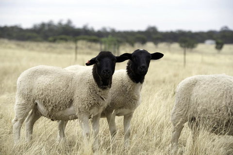 Gilgraves Vineyard Farmstay - Accommodation Kalgoorlie 3