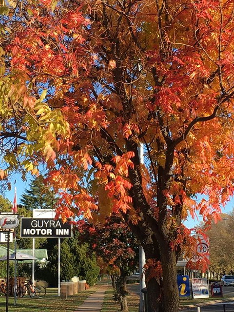 Guyra Motor Inn - Accommodation Kalgoorlie 3