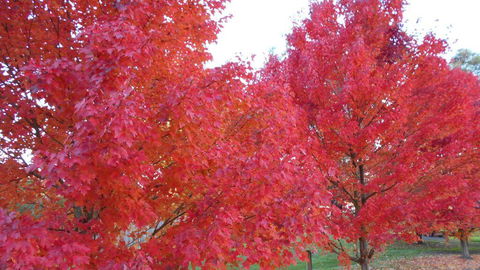 HEALESVILLE GETAWAY - Accommodation Kalgoorlie 0
