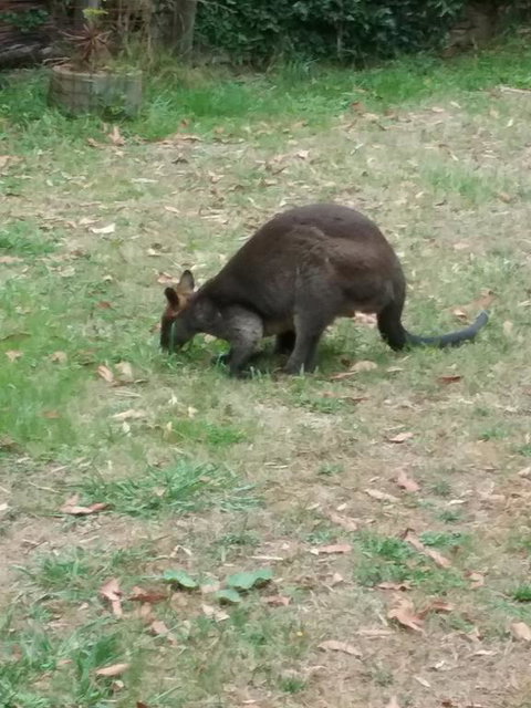 Lyrebird Gully Retreat - Accommodation Kalgoorlie 1