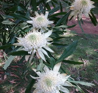 Lyrebird Gully Retreat - Accommodation Kalgoorlie
