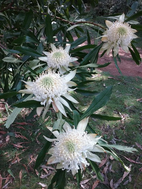 Lyrebird Gully Retreat - Accommodation Kalgoorlie 0