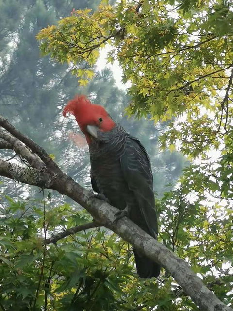 Milepost Annex In Wentworth Falls - Accommodation Kalgoorlie 3